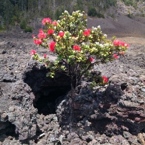 Kilauea Iki Trail 3