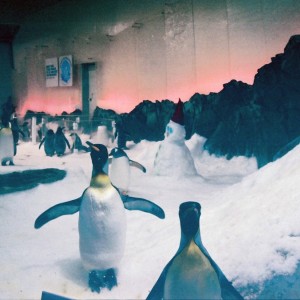 Melbourne Aquarium - Πιγκουίνοι