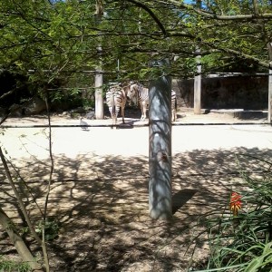 Taronga Zoo - Ζέβρες