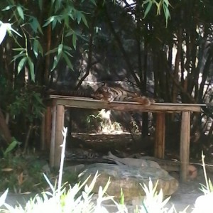 Taronga Zoo - Τίγρη