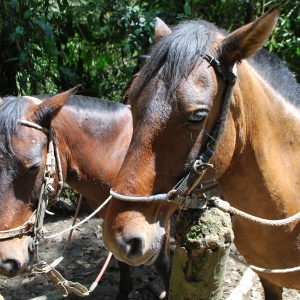 The horses in Cocora