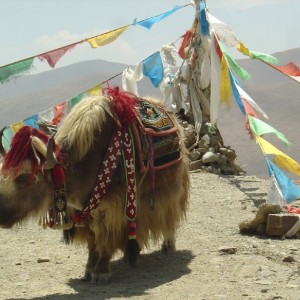 Yak (Tibet, Friendship Hwy)