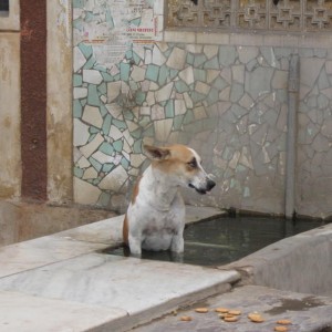σκύλος στην Πουσκάρ προσπαθεί να βρεί δροσιά