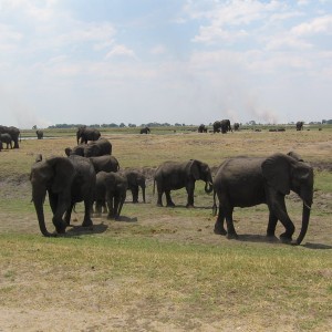 Ελέφαντες στο Chobe