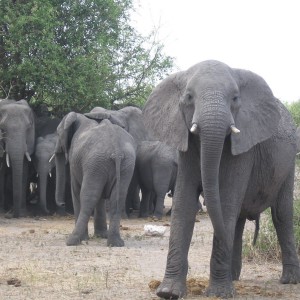 Ελέφαντας φρουρός