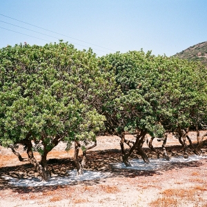 Χίος, Μαστιχόδεντρα