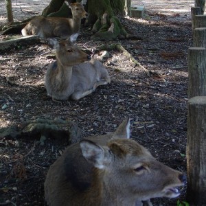 Τα ελάφια της Nara