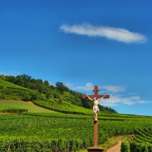 Alsace wine road