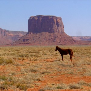 Wild-Wild Horses, Monument Valley, AZ