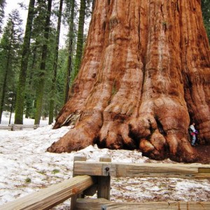 Sherman Tree, Sequoia NP, CA