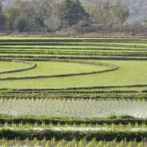 ricefields-laos