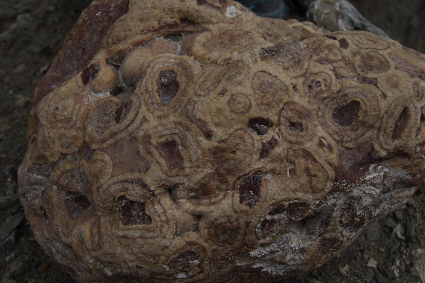 Απολιθωμένες αμοιβάδες, απο την περίοδο που το Ladakh ήταν θάλασσα