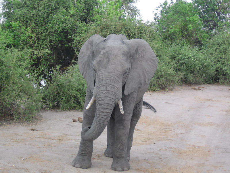 Ελέφαντας στο δρόμο μας