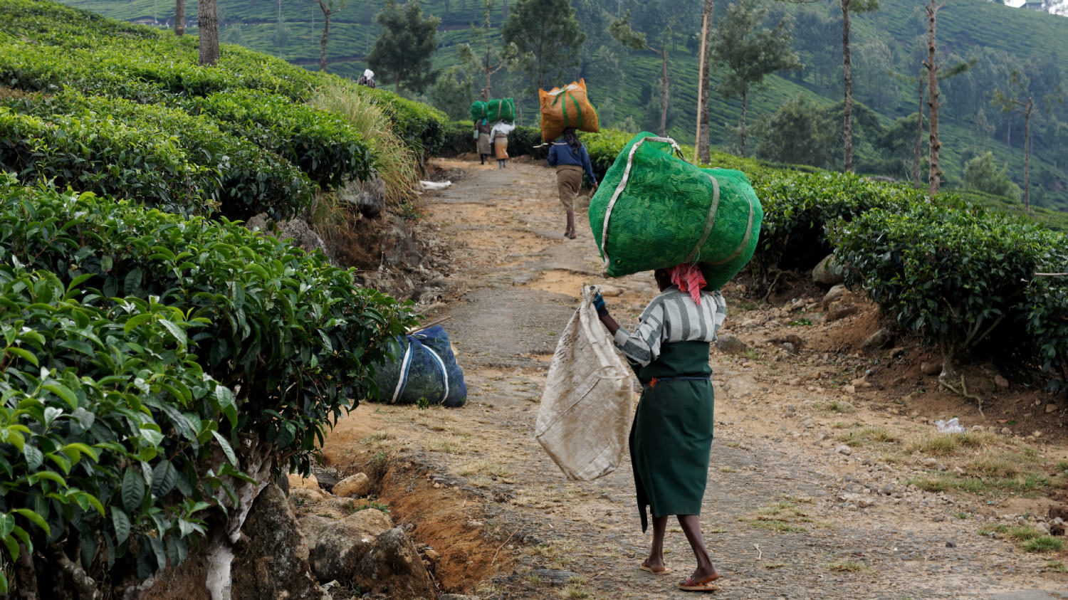 Μεταφέροντας τα φύλλα τσαγιού. Munnar, Kerala