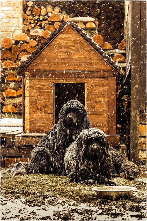 Οι αξιαγάπητοι σκύλοι-φύλακες του χιονοδρομικού κέντρου στα Χάνια Πηλίου.