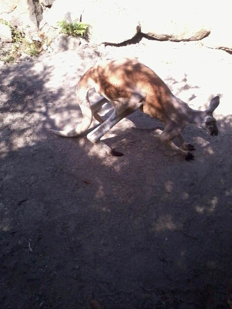 Σίδνει - Taronga Zoo - Καγκουρό