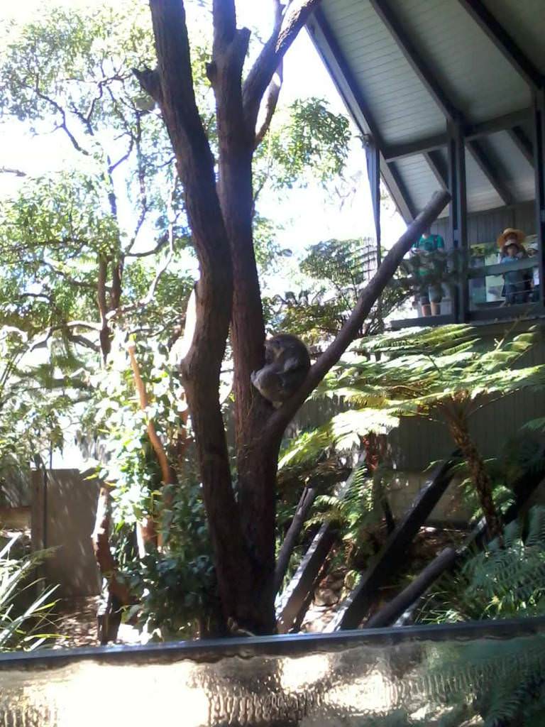Σίδνει - Taronga Zoo - Κοάλα