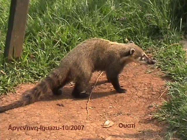 Το γλυκυτατο ζωακι Uati στο Iguazu
