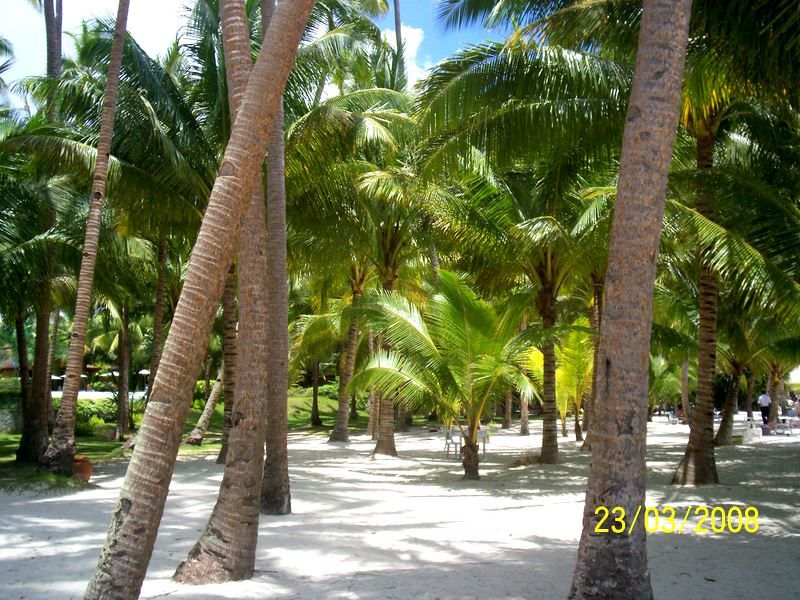 Alona Palm beach