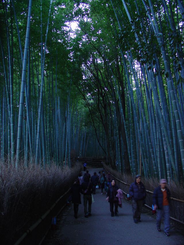 Bamboo forest στο Kyoto