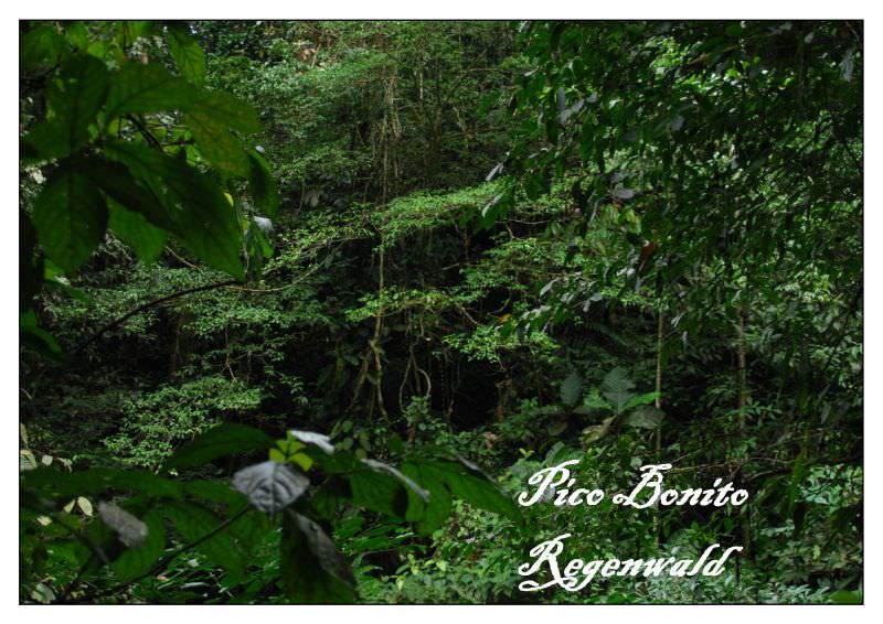 Rainforest Pico Bonito Ονδουρας