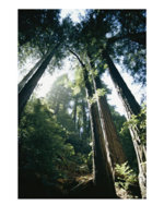 108099~View-looking-up-the-trunks-of-giant-redwood-trees-Posteres.jpg