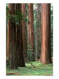 bn9560_7_b~Coast-Redwood-trees-Humboldt-Redwoods-State-Park-U-S-A-Posteres.jpg bn9560_7_b~Coast-Redwood-trees-Humboldt-Redwoods-State-Park-U-S-A-Posteres.jpg