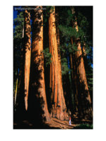 BN15268_2~Sequoia-Trees-And-Woman-Sequoia-NP-U-S-A-Posteres.jpg