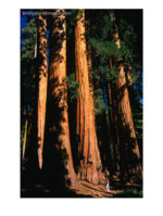 BN15268_2~Sequoia-Trees-And-Woman-Sequoia-NP-U-S-A-Posteres.jpg BN15268_2~Sequoia-Trees-And-Woman-Sequoia-NP-U-S-A-Posteres.jpg