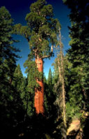 redwood.jpg redwood.jpg