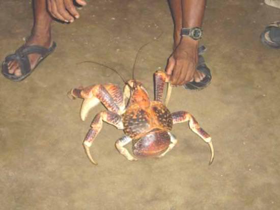 amedia_cdn.tripadvisor.com_media_photo_s_00_18_eb_0e_coconut_crab.jpg