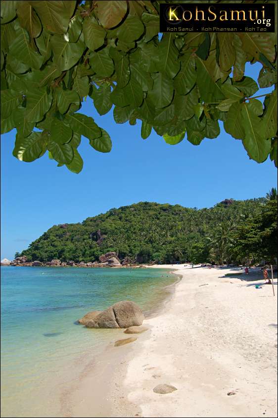 awww.kohsamui.org_thong_takian.jpg
