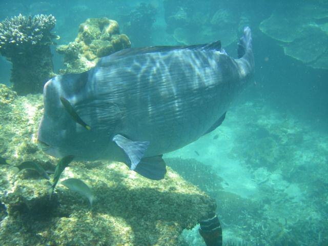 awww.traveljournals.net_pictures_l_15_155967_bump_head_parrot_fish_perhentian_islands_malaysia.jpg