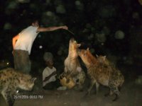 Yorgos feeding hyenas, Harar.jpg