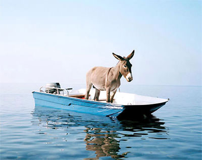 awww.recipeapart.com_wp_content_uploads_2008_03_funny_donkey_in_boat.jpg