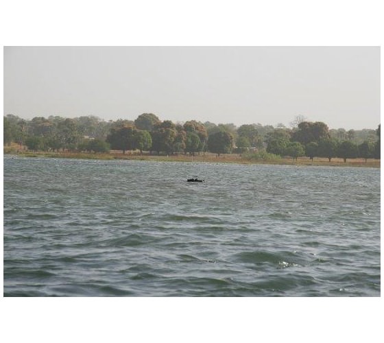 acache.virtualtourist.com_3894600_a_hippo_head_watching_us_at_a_distance_Burkina_Faso.jpg