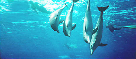 awww.in2life.gr_dm_pictures_grand_turk_Dolphin460x200_58057_r52QR0.jpg