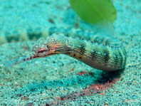 awww.starfish.ch_photos_thumbnail_fishes_Fische_pipefishes_Seeabcdb3de5316aec95efb652b16070e59.jpg