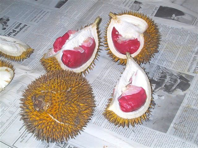 amount_kinabalu_borneo.com_blog_wp_content_uploads_2007_07_red_durian.jpg