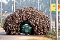 small_coconut transportation.jpg