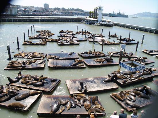 amedia_cdn.tripadvisor.com_media_photo_s_01_00_4b_a8_sea_lions_at_pier_39.jpg