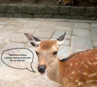 1288310-Naras_deer_population_says_hi-Nara.jpg