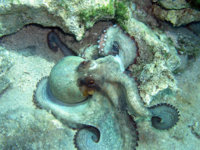 octopus3.jpg