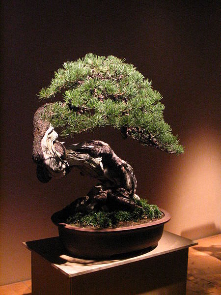 aupload.wikimedia.org_wikipedia_commons_thumb_d_db_Bonsai_IMG_6400.jpg_450px_Bonsai_IMG_6400.jpg