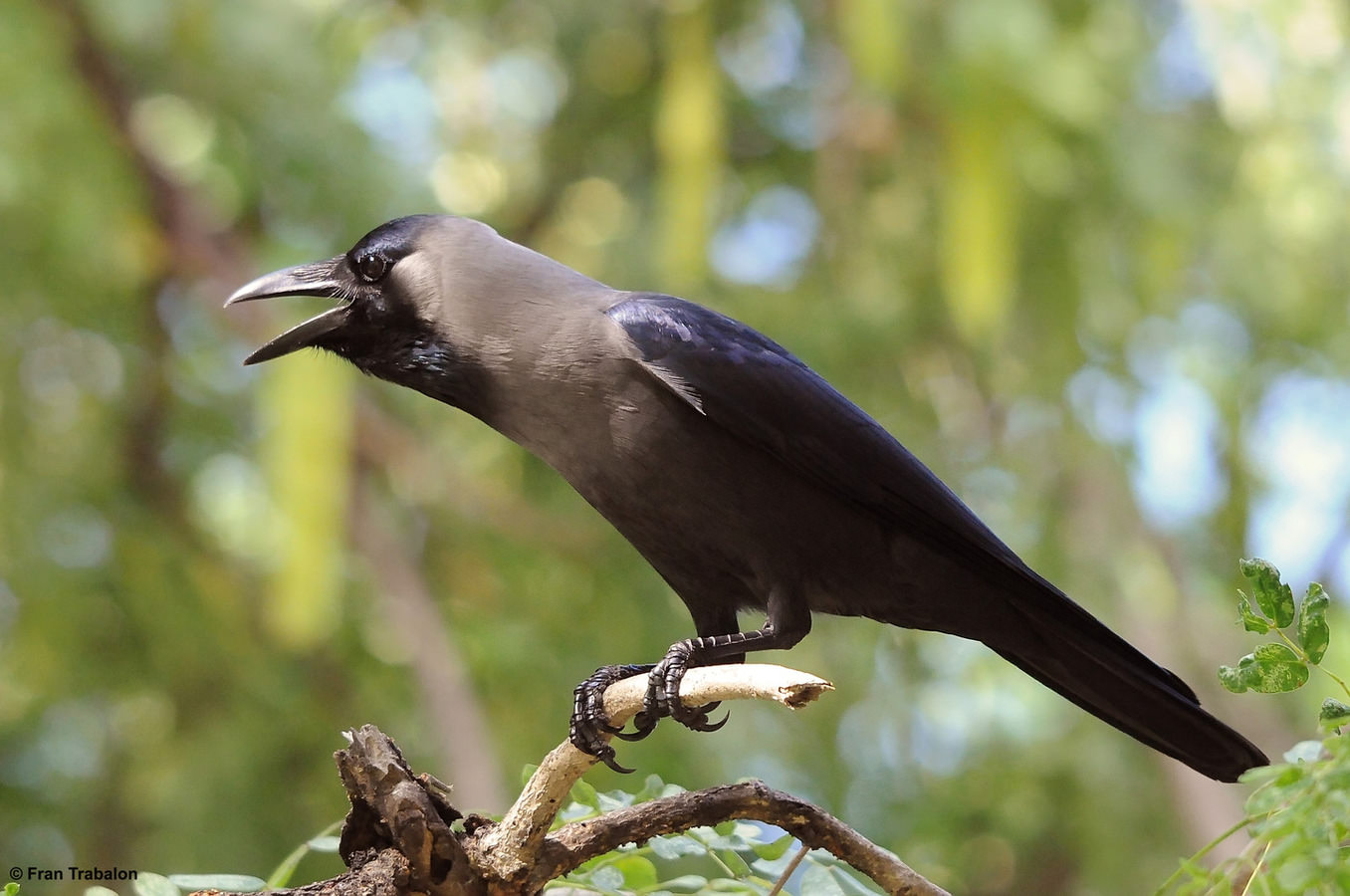 aibc.lynxeds.com_files_pictures_100102.Corvus_splendens_zugmayeri.House_Crow.DSC_8273.Dubai.jpg