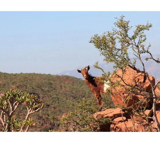 acache.virtualtourist.com_5031635_Things_To_Do_Socotra.jpg