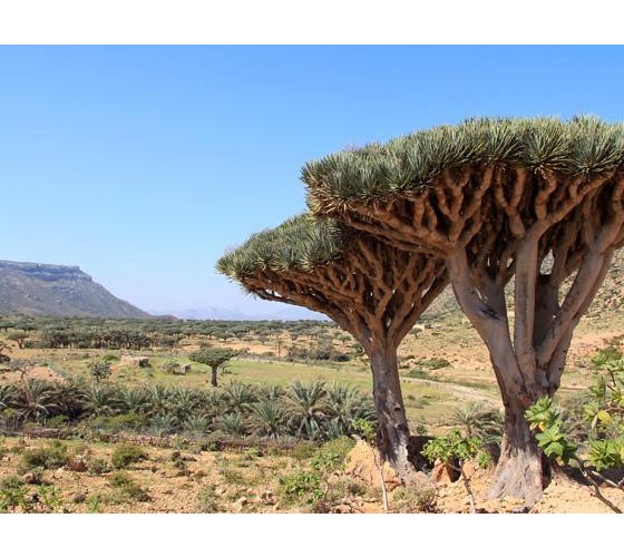 acache.virtualtourist.com_5031633_Things_To_Do_Socotra.jpg