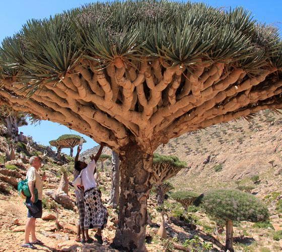 acache.virtualtourist.com_5031640_Things_To_Do_Socotra.jpg