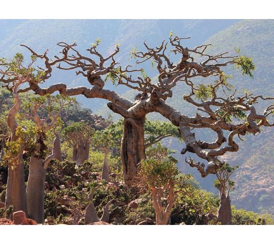 acache.virtualtourist.com_5031649_Things_To_Do_Socotra.jpg