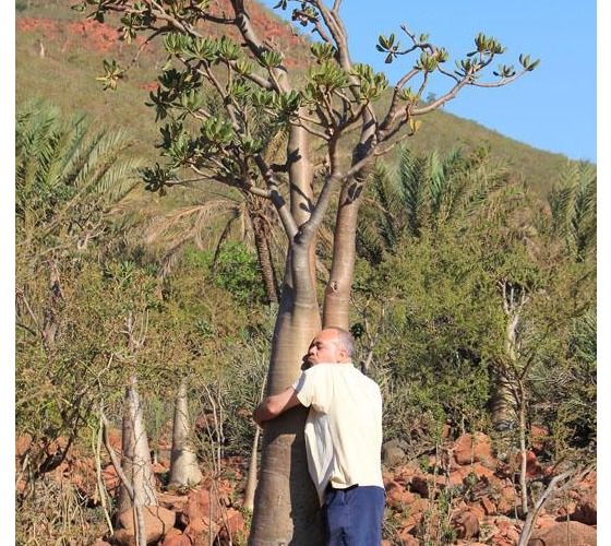 acache.virtualtourist.com_5031659_Things_To_Do_Socotra.jpg